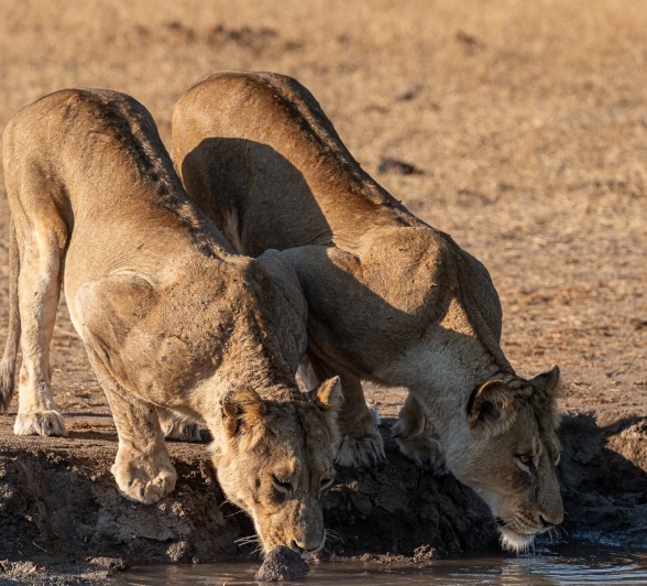 Sabi Sabi Jamiel Malherbe Msuhtlu Lions Drink Sabi Sabi Jamiel Malherbe Msuhtlu Lions Drink