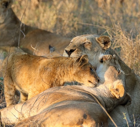 A Styx Pride cub rubs affectionately against a lioness as the pride awakens.