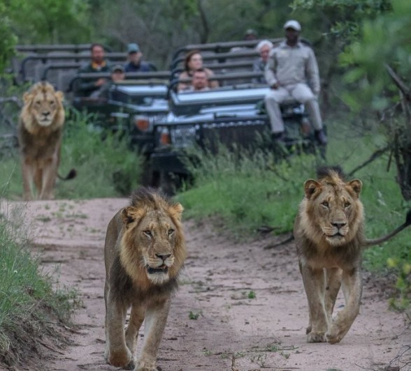 Sabi Sabi Ruan Mey Lions