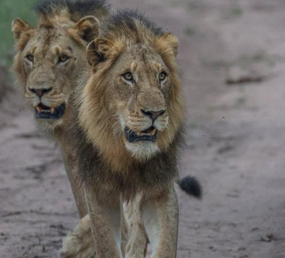 Sabi Sabi Ruan Mey Male Lions