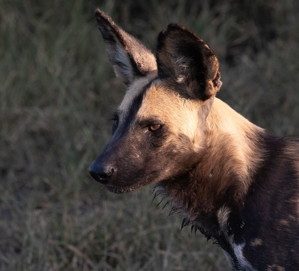 A29Jason Street   Wilddog   250123   1 Final