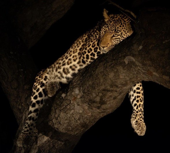 A leopard called Jasiri relaxes in a tree as night falls in the Greater Kruger area