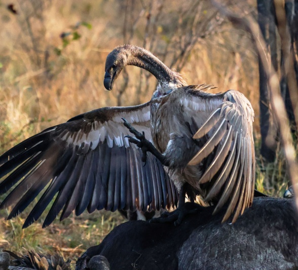Serious about hygiene, vulture's will clean themselves in a waterhole after their feast. 