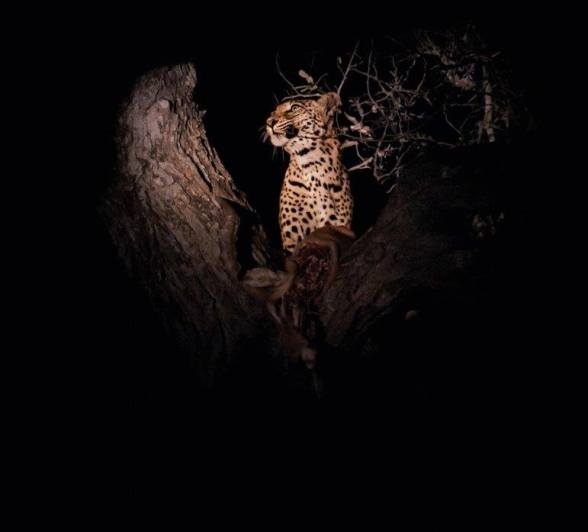 We found Golonyi, the leopard, in a tree during a night drive. We found Golonyi, the leopard, in a tree during a night drive.