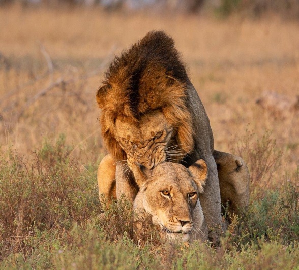 Not long after arriving, we were witness to several moments of attempted seduction from the female until the dominant male obliged, and copulation occurred.