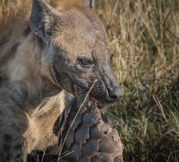 A hyena chews on the skin of a pangolin. A very special sighting for guests at Sabi Sabi indeed.