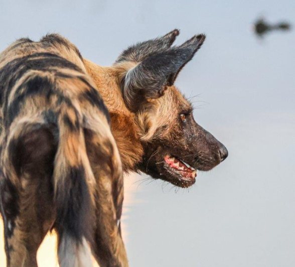 A wild dog keeps a keen eye on their target on the edge of a waterhole. A wild dog keeps a keen eye on their target on the edge of a waterhole.