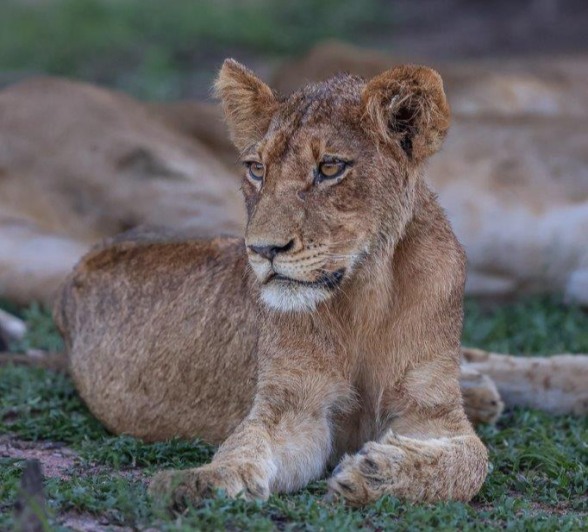 A member of the Southern Pride. A member of the Southern Pride.