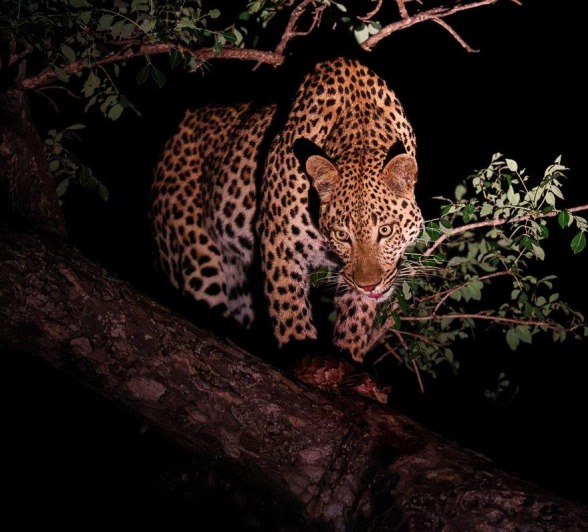 Nkuwa keeps a watchful eye on opportunistic predators that threaten taking his kill. 