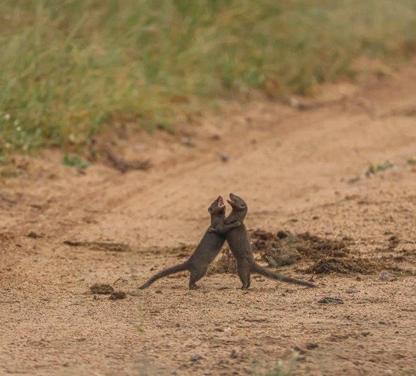 Two mongooses play fight on a road near Sabi Sabi. Two mongooses play fight on a road near Sabi Sabi.