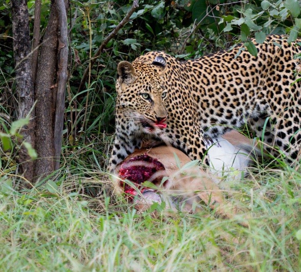 Golonyi is photographed with a fresh kill. 