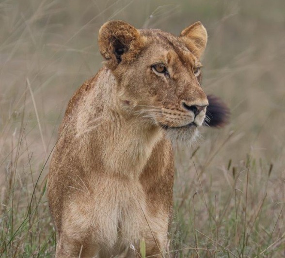 Sabi Sabi Ruan Mey Southern Pride Member In Grass