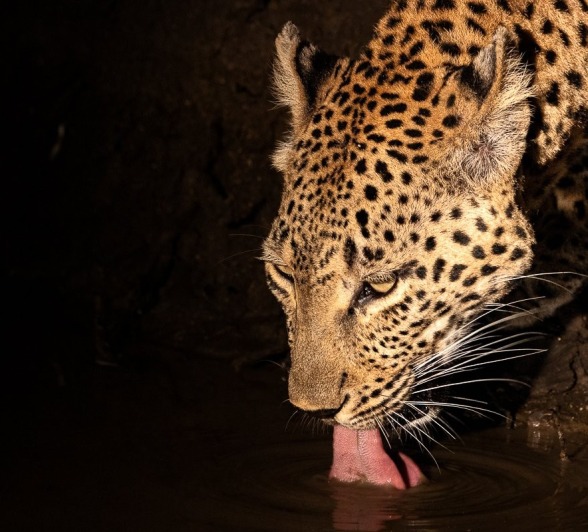 Ntsumi drinks from a waterhole at night. Ntsumi drinks from a waterhole at night.