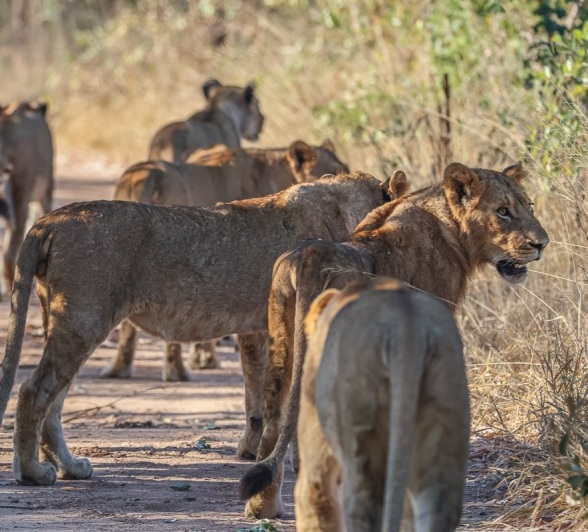 Sabi Sabi Ruan Mey Southern Pride Together