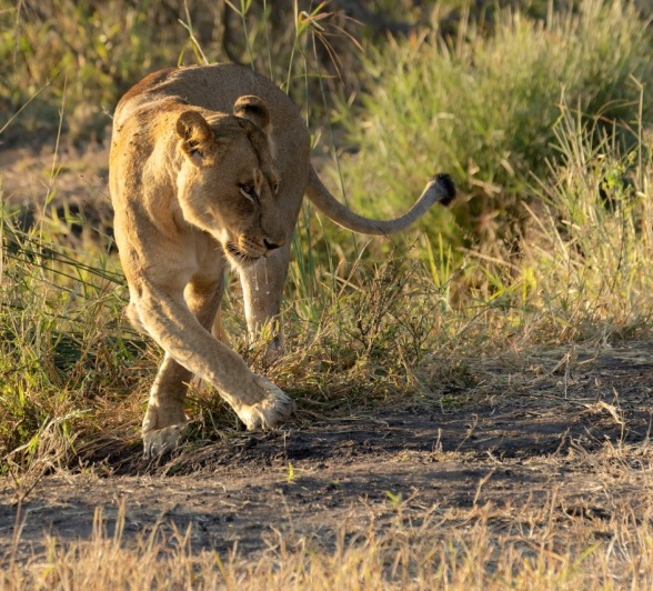 Sabi Sabi Benjamin Loon Msuthlu Pride Member