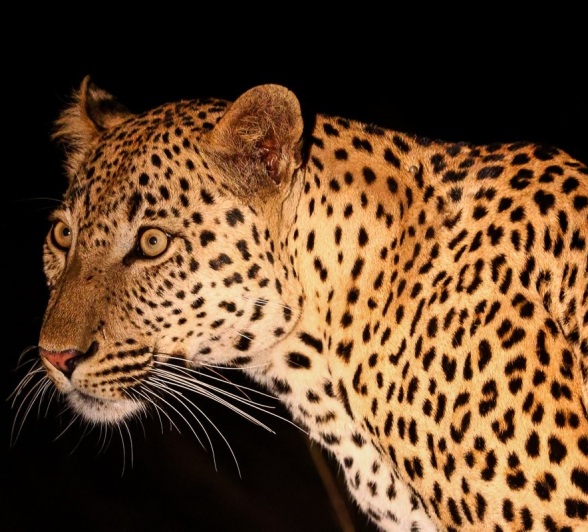 Sabi Sabi Ruan Mey Unnamed Male Leopard Sabi Sabi Ruan Mey Unnamed Male Leopard