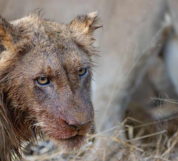 Sabi Sabi Ronald Mutero Msuthlu Lion Sabi Sabi Ronald Mutero Msuthlu Lion