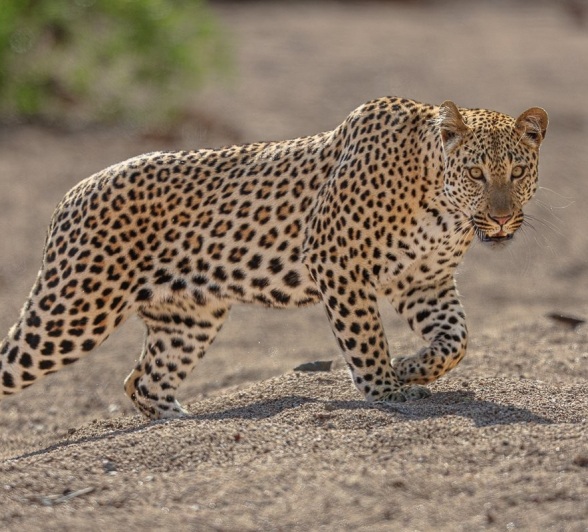 A male leopard walks along the sand. A male leopard walks along the sand.