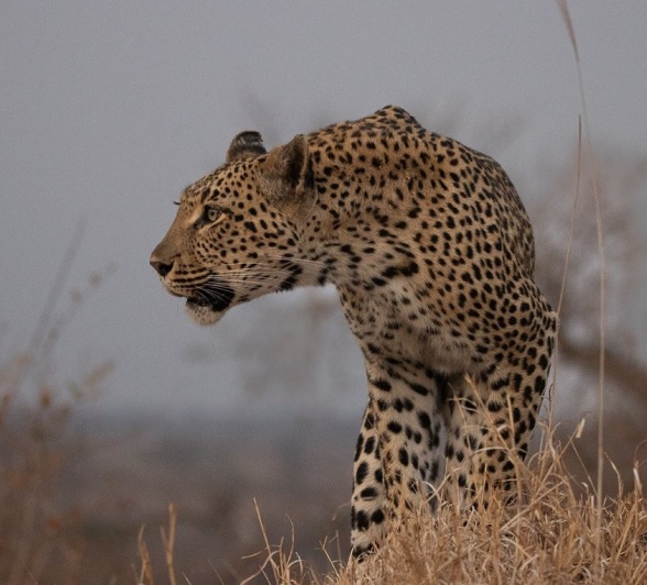 Sabi Sabi Ronald Mutero Golonyi Female Leopard Sabi Sabi Ronald Mutero Golonyi Female Leopard