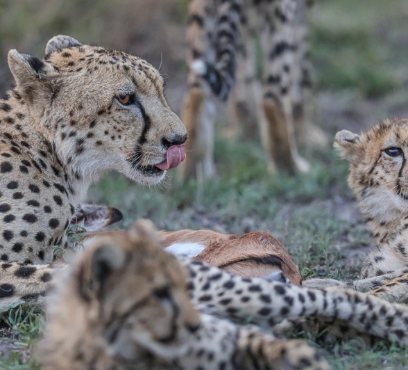 Sabi Sabi Ruan Mey Cheetahs Rest