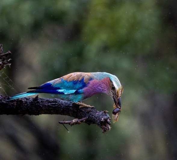 Sabi Sabi Ronald Mutero Lilac Breasted Roller With Meal