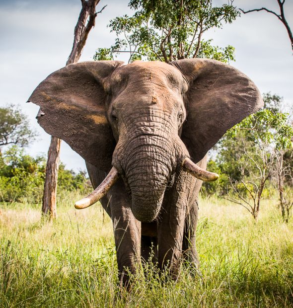 Elephant.  101