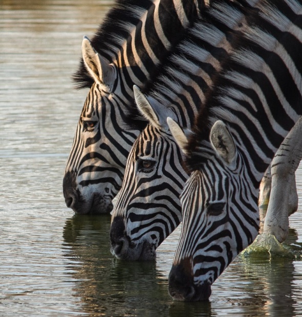 Zebras at a watering hole spotted by Sabi Sabi guests while on a private game drive. Zebras at a watering hole spotted by Sabi Sabi guests while on a private game drive.