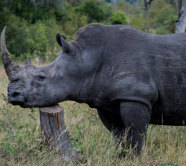 Rhino. 41 Rhino. 41