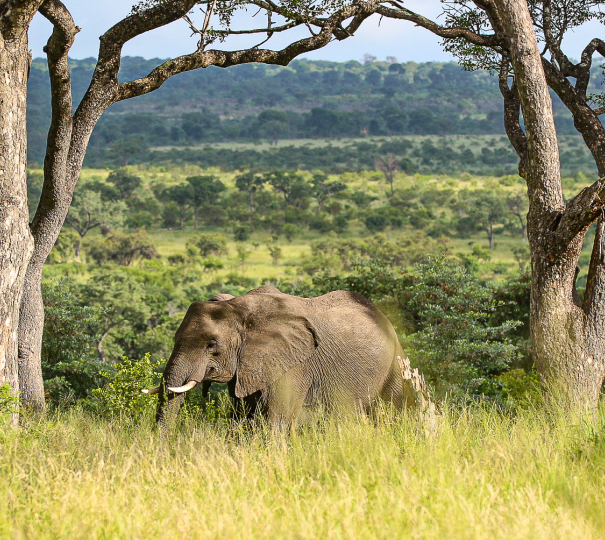 Elephant 21