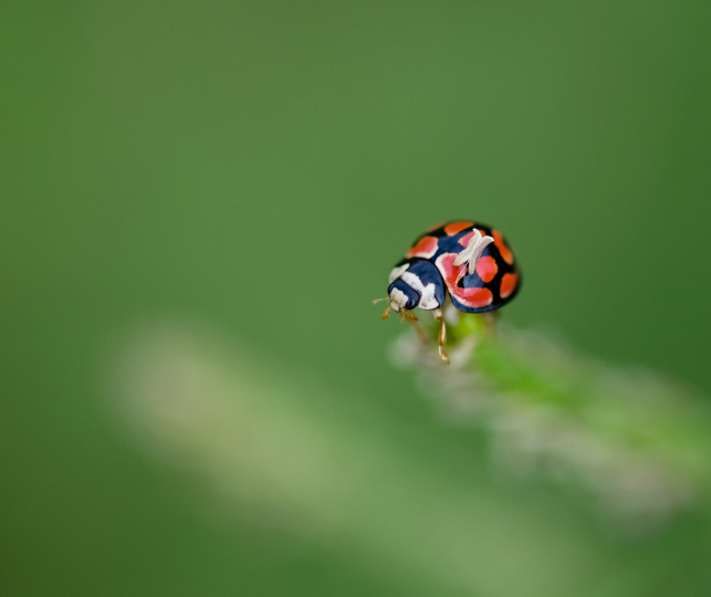 General Wildlife 110
