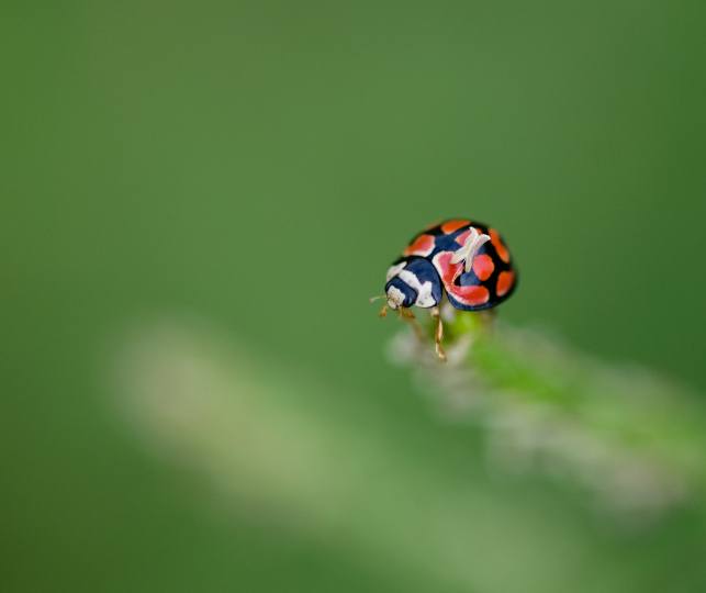 A close-up of a small beetle found in Sabi Sabi. A close-up of a small beetle found in Sabi Sabi.