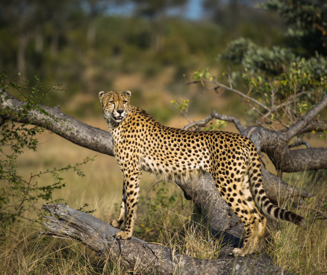 Cheetah  26