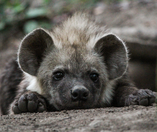Hyena 25 Hyena 25
