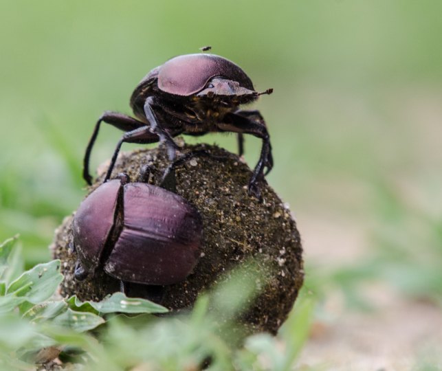 Dung beetles maintain Sabi Sabi's ecosystem. Dung beetles maintain Sabi Sabi's ecosystem.