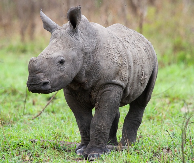 Daniel Greyvenstein Rhino Calf 061122 2 Daniel Greyvenstein Rhino Calf 061122 2