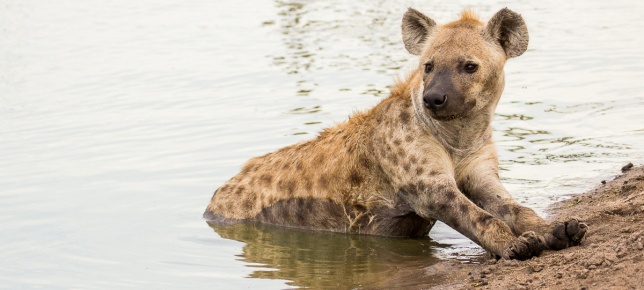 A hyena leisurely resting beside a watering hole, a serene scene in the wild. A hyena leisurely resting beside a watering hole, a serene scene in the wild.