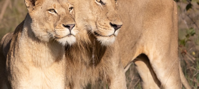 Lion duo staring into the African horizon at Sabi Sabi. Lion duo staring into the African horizon at Sabi Sabi.