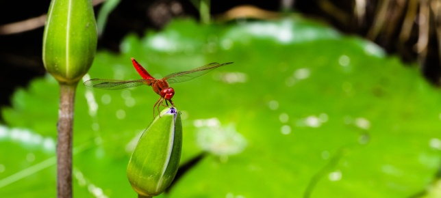 A dragonfly perched on a lotus flower, a fleeting moment of beauty. A dragonfly perched on a lotus flower, a fleeting moment of beauty.