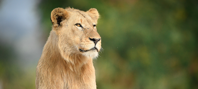 Lion.  17