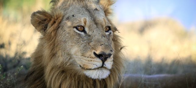 image_644x290 - Lion. (16).jpg Lion. 16