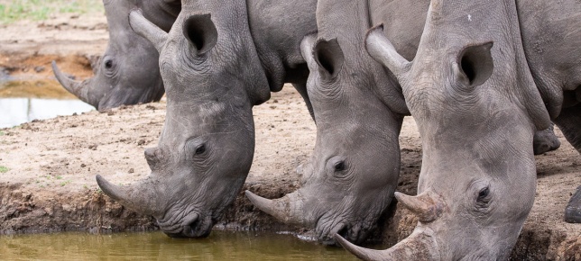 Crash of rhinos spotted at a water hole by Sabi Sabi guests on a private game drive. Crash of rhinos spotted at a water hole by Sabi Sabi guests on a private game drive.