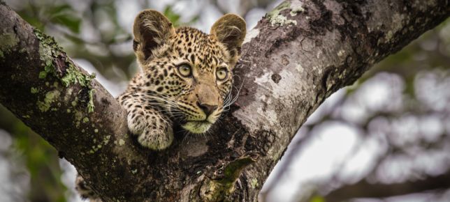image_644x290 - Leopard. (214).jpg Leopard. 214
