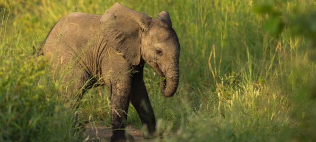 Elephant. 94 Elephant. 94