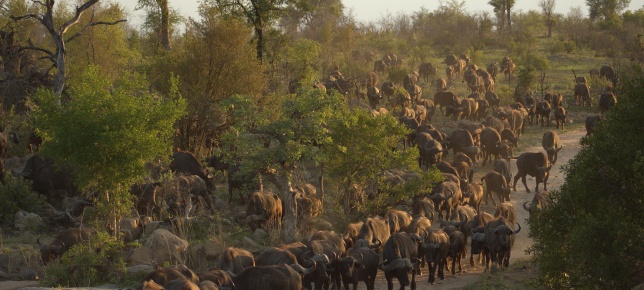 Large herd of buffalo walking down the road where guests are on a Sabi Sabi private game drive. Large herd of buffalo walking down the road where guests are on a Sabi Sabi private game drive.