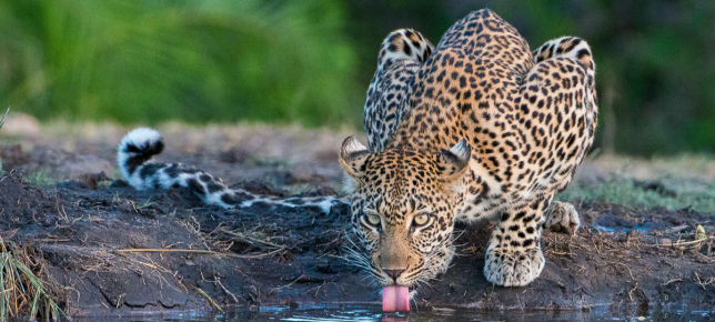 Leopard. 224