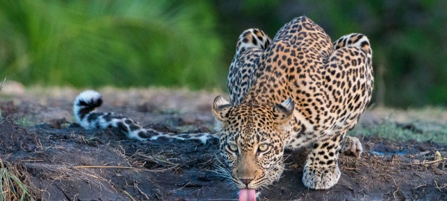 An African leopard spotted at a waterhole on a private Sabi Sabi game drive. An African leopard spotted at a waterhole on a private Sabi Sabi game drive.