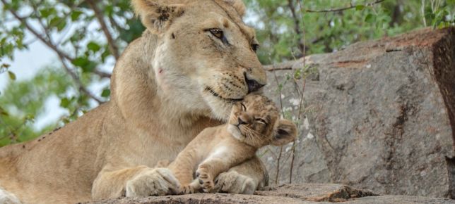 Lion. 170 Lion. 170