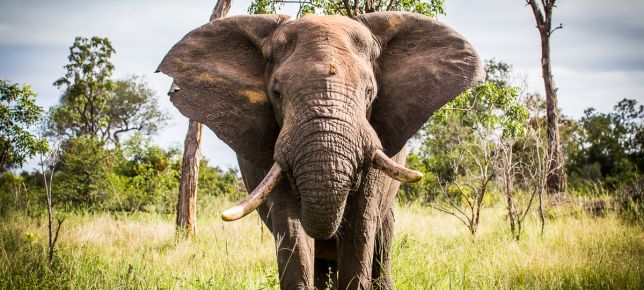 Elephant.  101