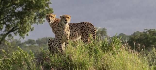 Cheetahs on an anthill spotted on a private Sabi Sabi game drive. Cheetahs on an anthill spotted on a private Sabi Sabi game drive.