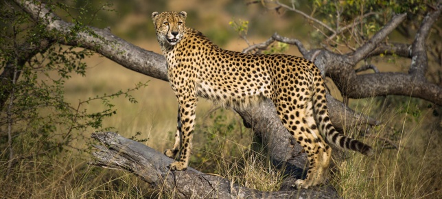Cheetah 26 Cheetah 26